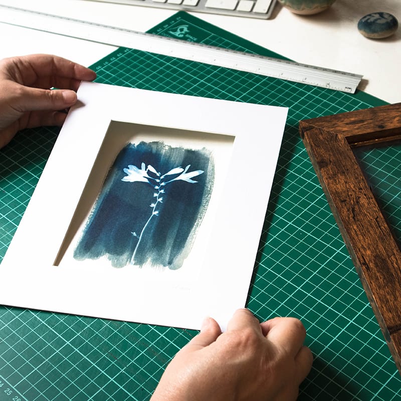 Botanical Cyanotype Print being placed in a mount ready for framing