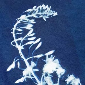 Fireweed Floral Cyanotype by Alchemi Art