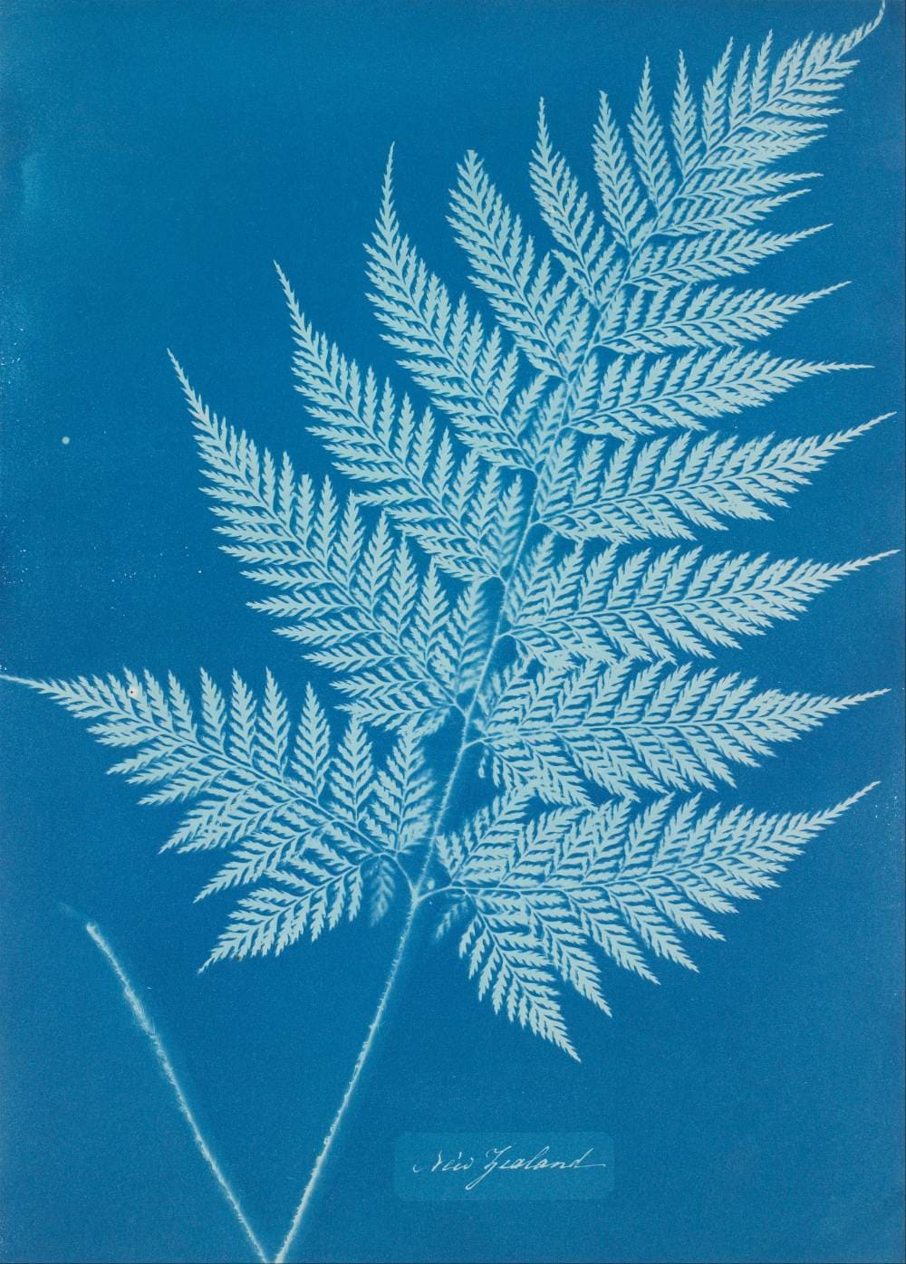 Historical Cyanotype by Anna Atkins from the first photography book