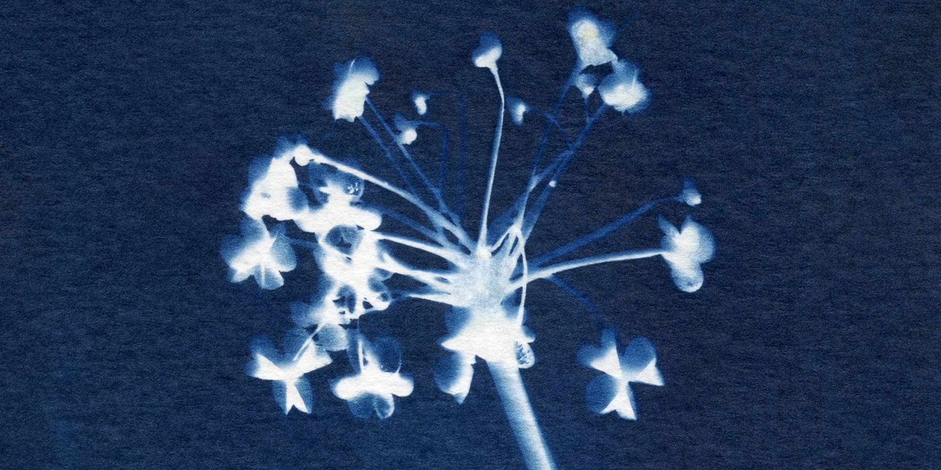 Cyanotype of an Allium Flower by Alchemi Art