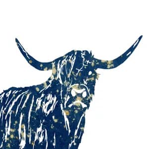 Highland Cow by Alchemi Art