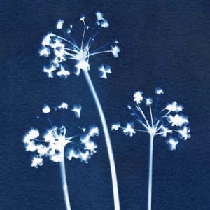 Allium Flowers in Cyanotype by Alchemy Art